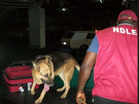 Ojukwu’s niece, NDLEA officer nabbed for importing cocaine