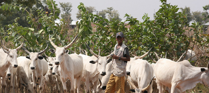The Unending Politics of Grazing Reserves and Brazilian Grass