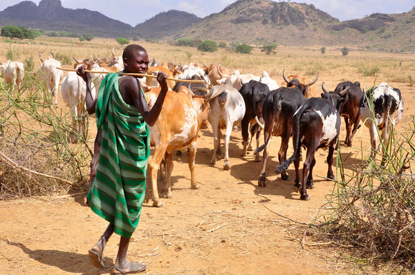 ECOWAS to introduce regional cattle rearing policy