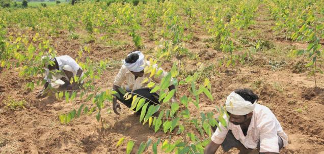 Technological innovation will boost productivity, growth in Africa’s agribusiness – Report