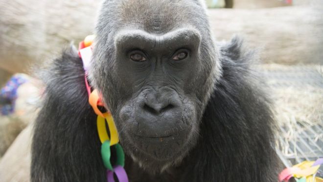Colo, the oldest gorilla in captivity, dies aged 60