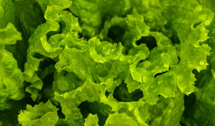 Lettuce: Nutrition facts and health benefits