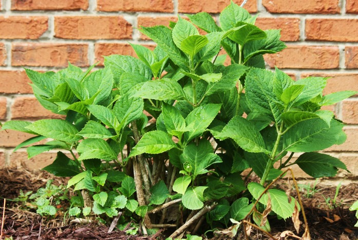 Super Herbs to Cleanse your Kidneys