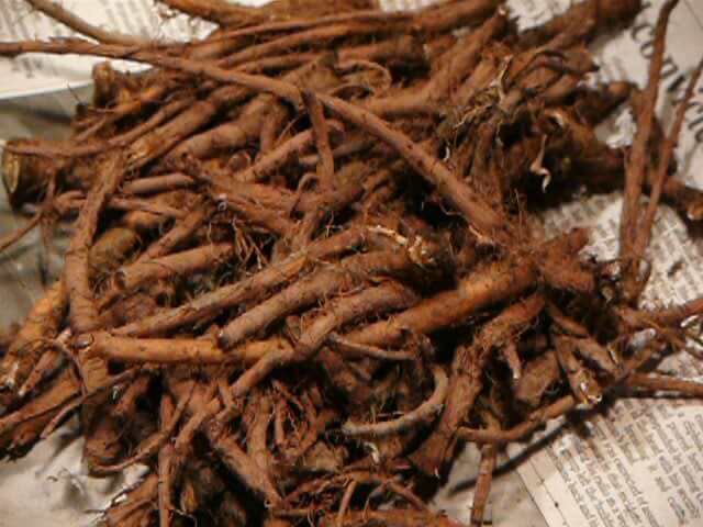 Top 10 super herbs to cleanse your kidneys