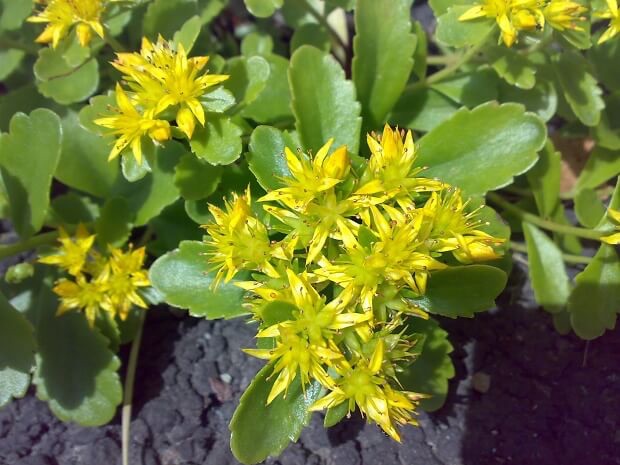 Top 10 herbs that improve your memory naturally
