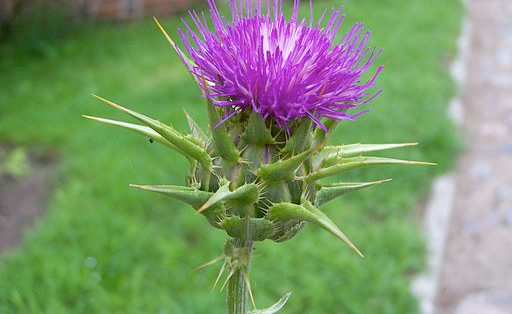 Milk thistle benefits