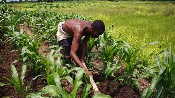 Farmers have started repaying anchor borrowers’ programme loans – CBN