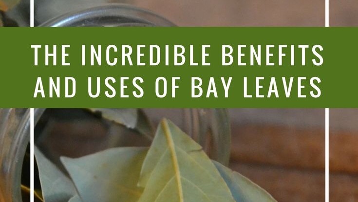 Incredible benefits and uses of bay leaves