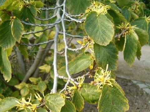 Witch Hazel uses and health benefits