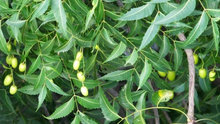 Marvellous health benefits of neem plant