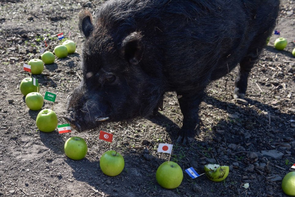 Super Eagles And Marcus The Pig At The World Cup By Reuben Abati