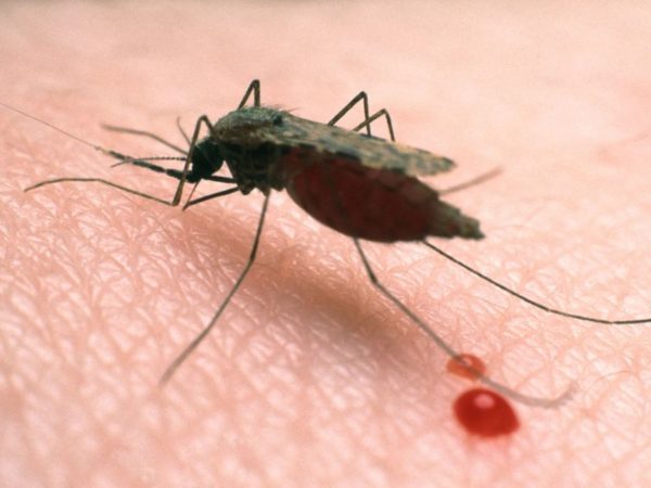 WHO declares Algeria, Argentina malaria-free