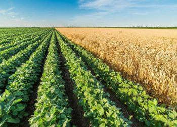 GMO crops in Nigeria and urgent need for labelling by Faith Nemi Ayegba