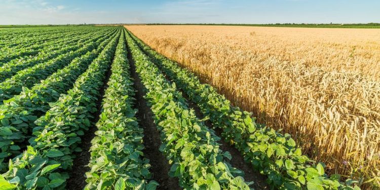 GMO crops in Nigeria and urgent need for labelling by Faith Nemi Ayegba