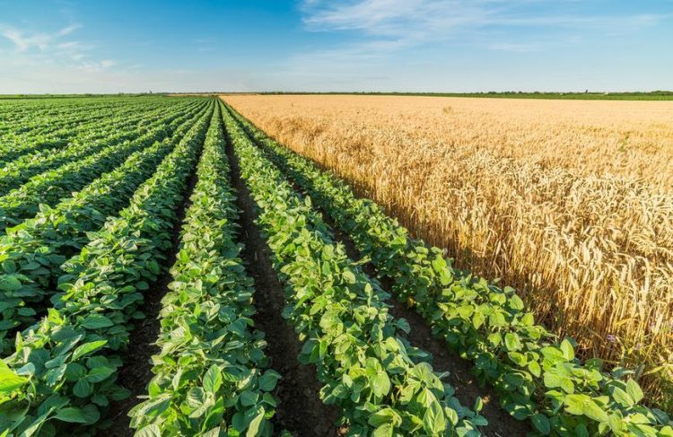 GMO crops in Nigeria and urgent need for labelling by Faith Nemi Ayegba