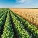 GMO crops in Nigeria and urgent need for labelling by Faith Nemi Ayegba