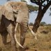 One of Kenya’s last big ‘tusker’ elephants dies