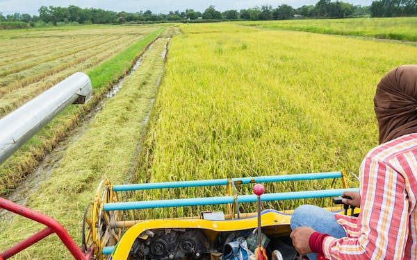 The quality of Nigerian home-grown rice is poor: here’s why