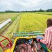 The quality of Nigerian home-grown rice is poor: here’s why
