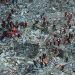 Buhari condoles with Turkey, Greece over earthquakes