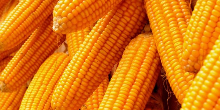 CBN facilitates release of 50,000 metric tones of maize, drops commodity price