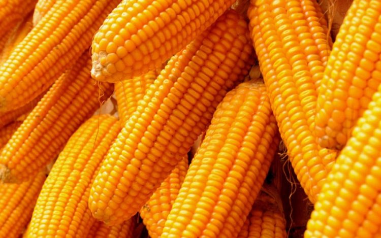 CBN facilitates release of 50,000 metric tones of maize, drops commodity price