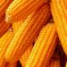 CBN facilitates release of 50,000 metric tones of maize, drops commodity price
