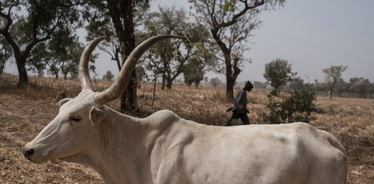 What’s triggered new conflict between farmers and herders in Nigeria