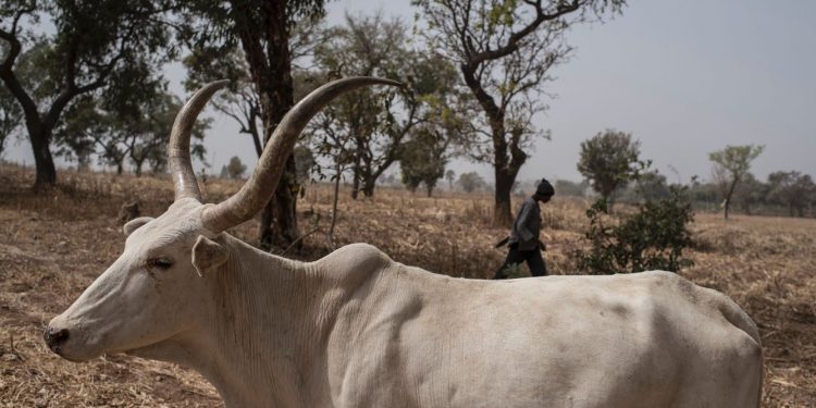 What’s triggered new conflict between farmers and herders in Nigeria