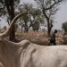 What’s triggered new conflict between farmers and herders in Nigeria
