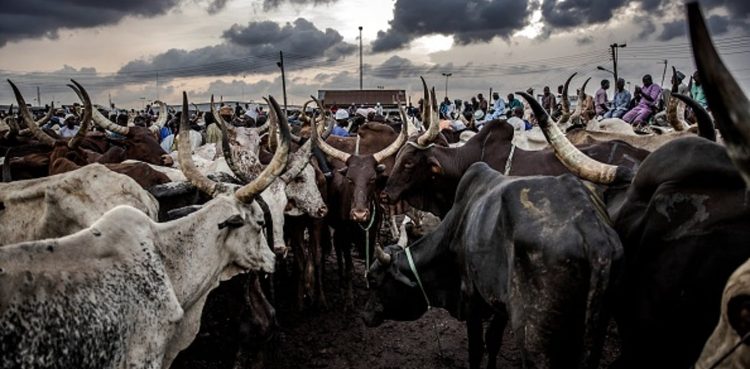 Nigeria needs more veterinary doctors but getting them is a big challenge
