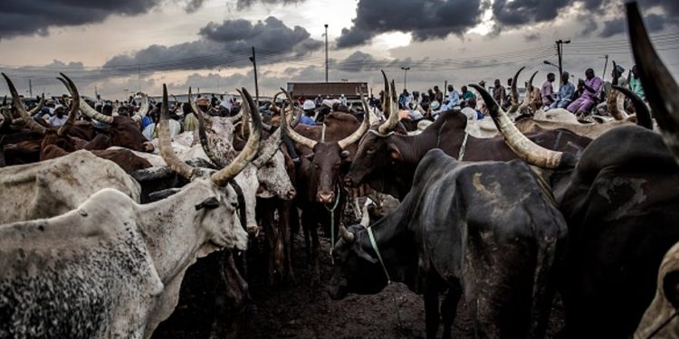 Nigeria needs more veterinary doctors but getting them is a big challenge
