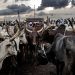 Nigeria needs more veterinary doctors but getting them is a big challenge