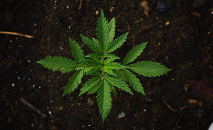Nigeria isn’t ready to legalise marijuana: a scientist’s view