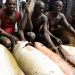 How illegal fishing harms Nigeria and what to do about it