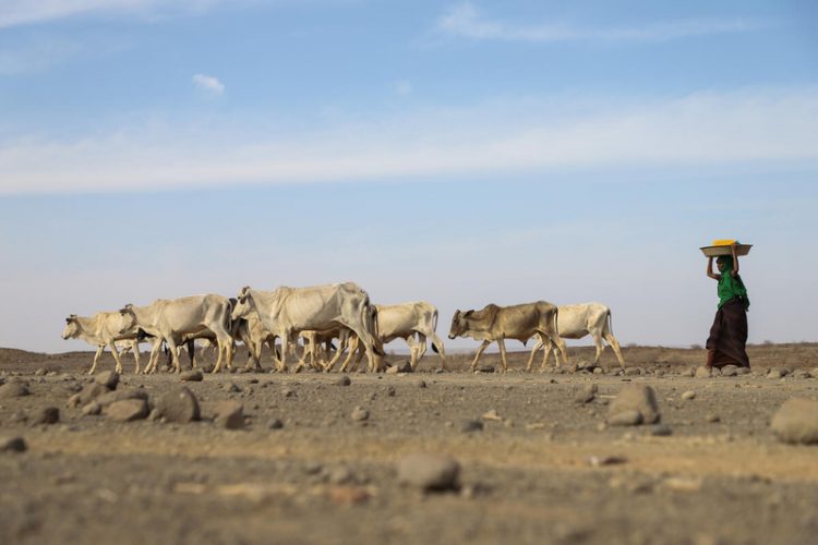 13 million people facing severe hunger as drought grips Horn of Africa