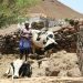 Cabo Verde faces spike in food insecurity over drought, Covid-19, Ukraine crisis