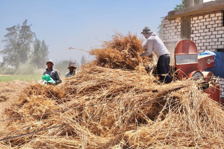 U.S. Government pledges $50 million to support Egypt’s food security