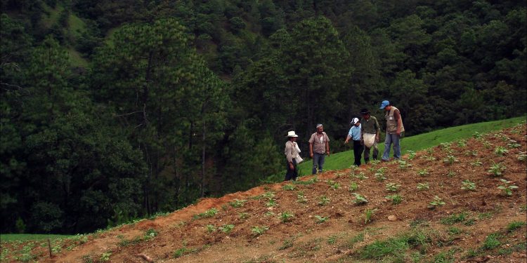 FAO to boost soil nutrient mapping in central America, sub-Saharan Africa