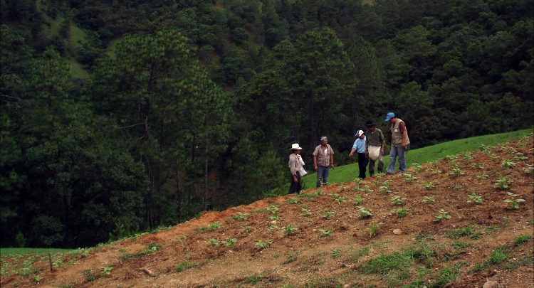 FAO to boost soil nutrient mapping in central America, sub-Saharan Africa