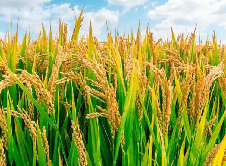 AfDB approves $2 million grant to boost food production in Sierra Leone