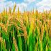 AfDB approves $2 million grant to boost food production in Sierra Leone