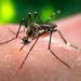 Mosquitoes: there’s malaria, plus 5 other diseases they pass on to humans