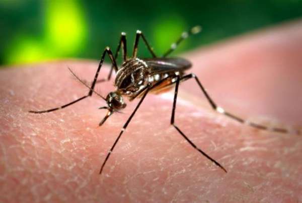 Mosquitoes: there’s malaria, plus 5 other diseases they pass on to humans