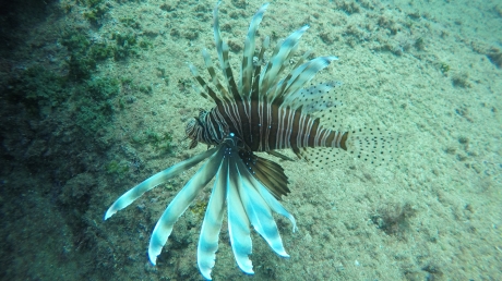 Invasive species are changing the nature of the Mediterranean Sea