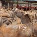 Nigeria commits to opposing donkey slaughter for exportation