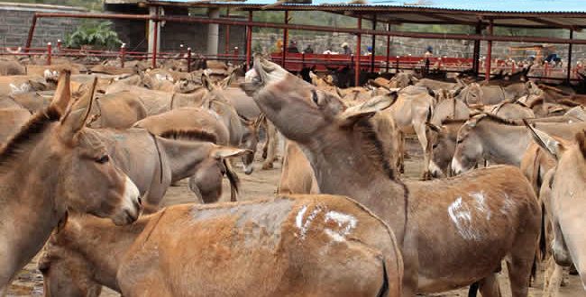 Nigeria commits to opposing donkey slaughter for exportation