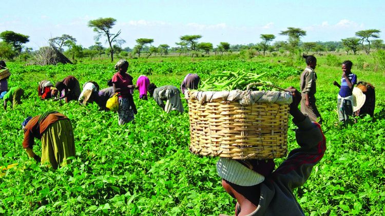 Nigerian government unveils N5 billion loan for livestock farmers
