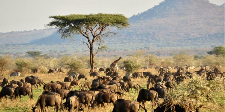 FAO welcomes European Union’s €25 million contribution to advance wildlife conservation, food security