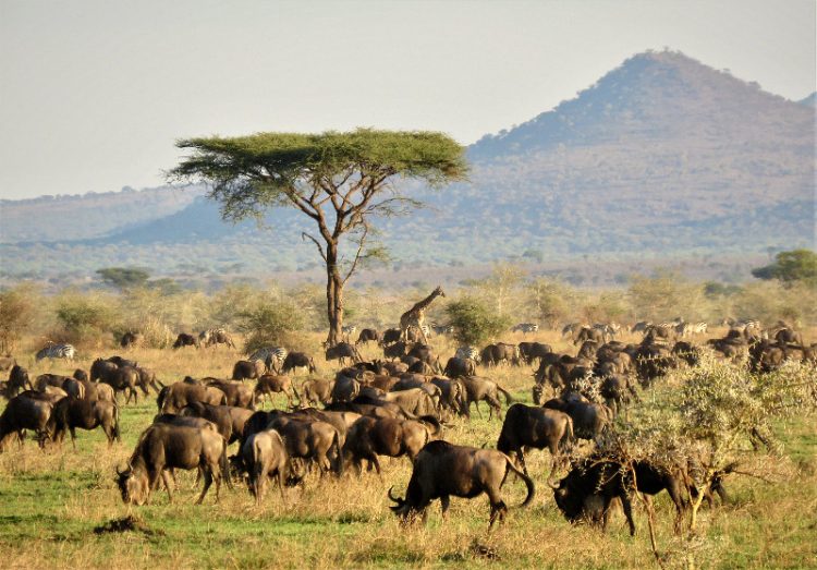 FAO welcomes European Union’s €25 million contribution to advance wildlife conservation, food security